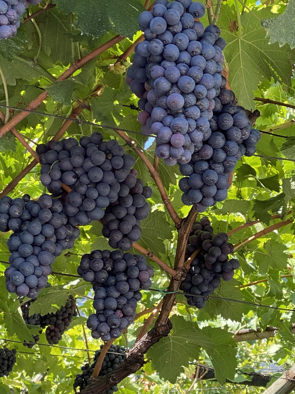 Weinrebe_Suedtirol.jpg